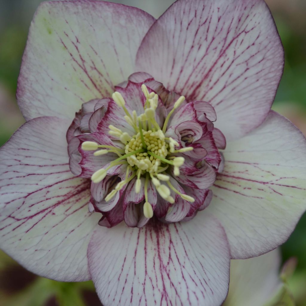 Helleborus orientalis Picotee - Rosa quaresmal
