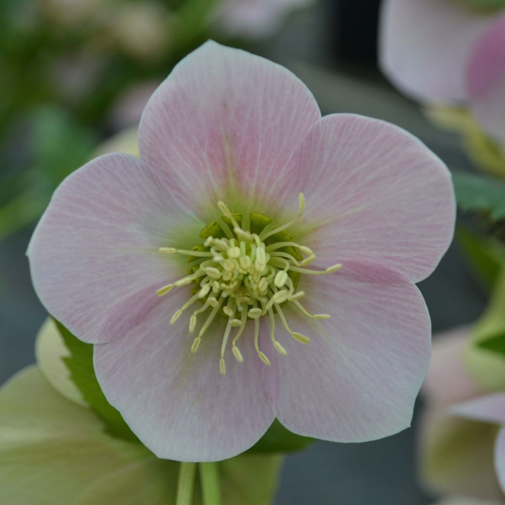 Helleborus orientalis Rosa