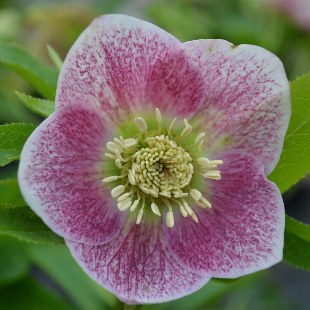 Helleborus orientalis Pink Green Centre