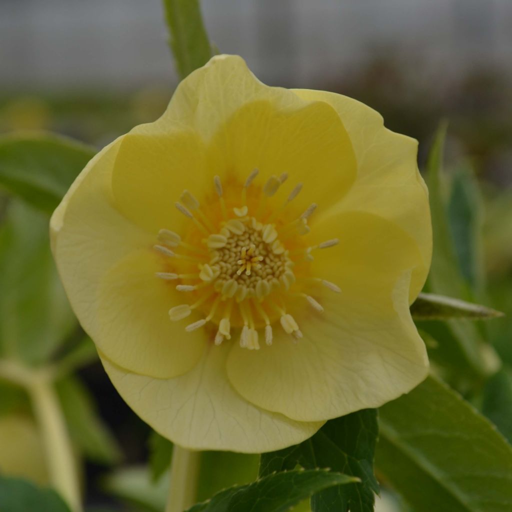 Helleborus orientalis Super Yellow