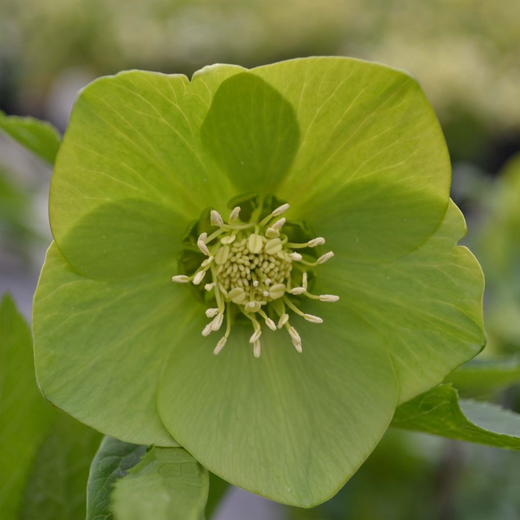 Helleborus orientalis Green