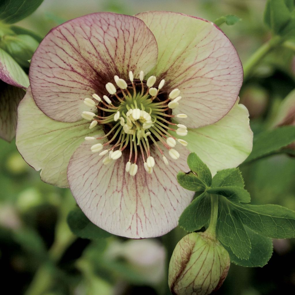 Helleborus orientalis Picotee - Rosa quaresmal