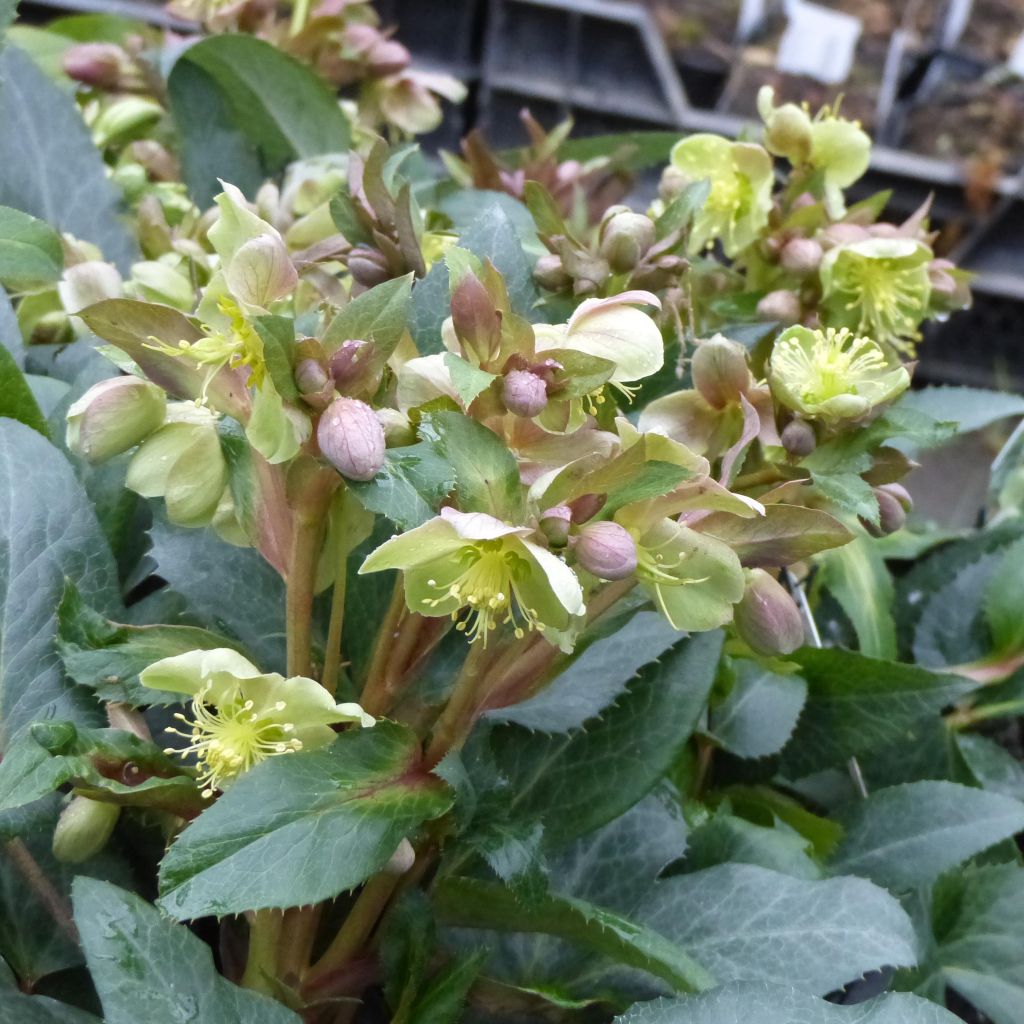 Helleborus sternii - Heléboro rosa