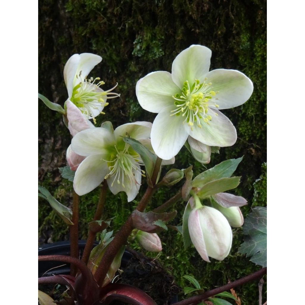 Elle semble costaude...