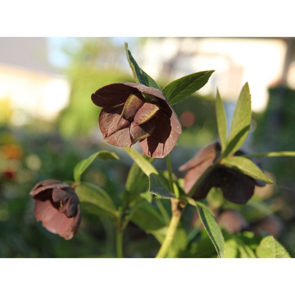 Ne verdit pas au moment de la formation des graines