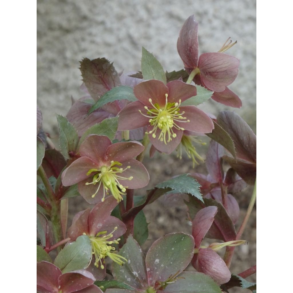 Helleborus sternii Flame