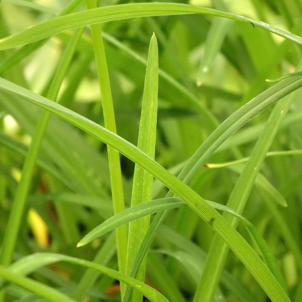 Hemerocallis Crimson Pirate