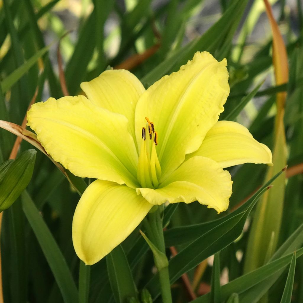 Hemerocallis Green Flutter