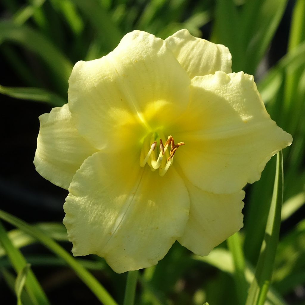 Hemerocallis Happy Returns