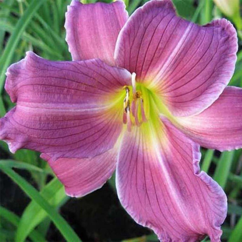 Hemerocallis Indian Giver