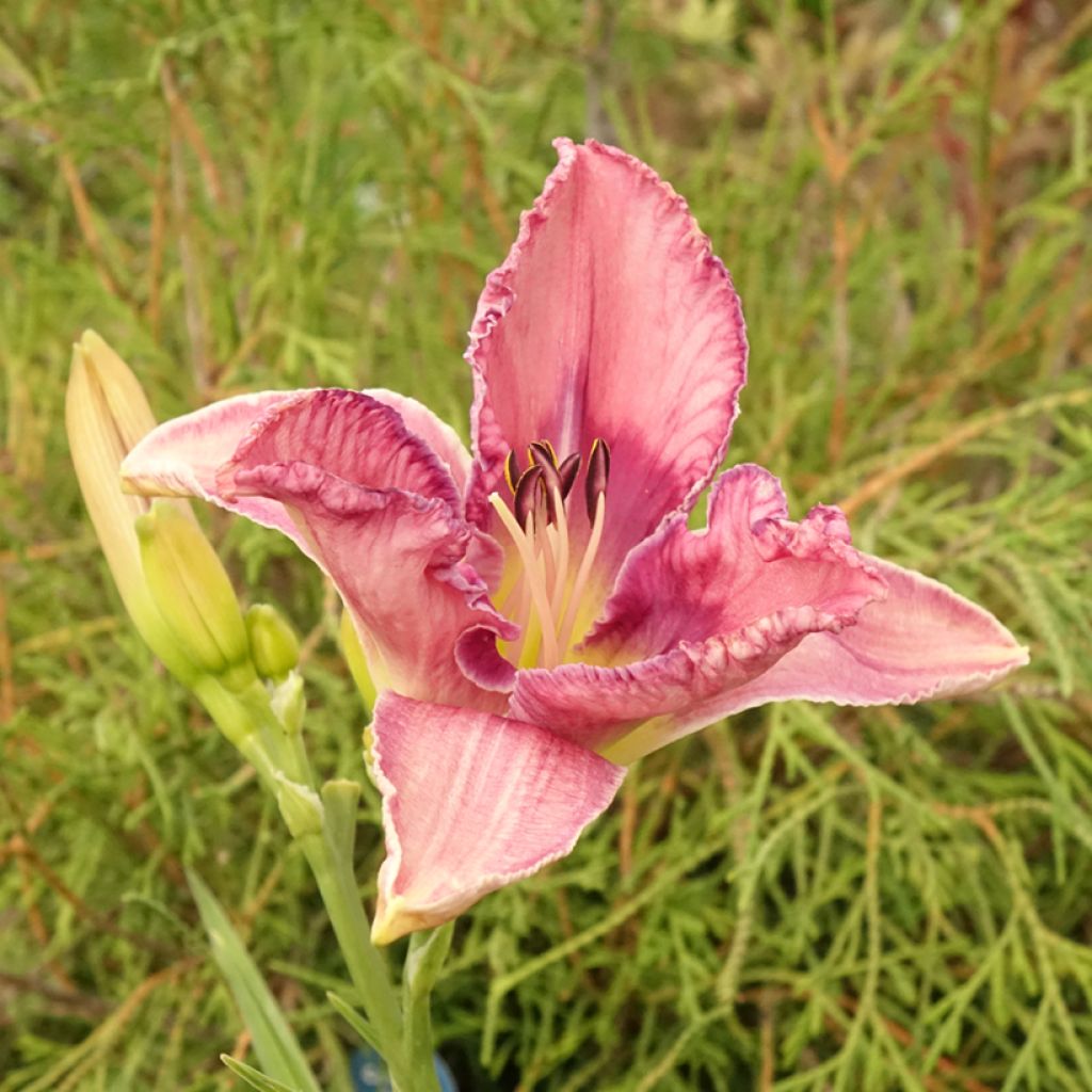 Hemerocallis Mildred Mitchell
