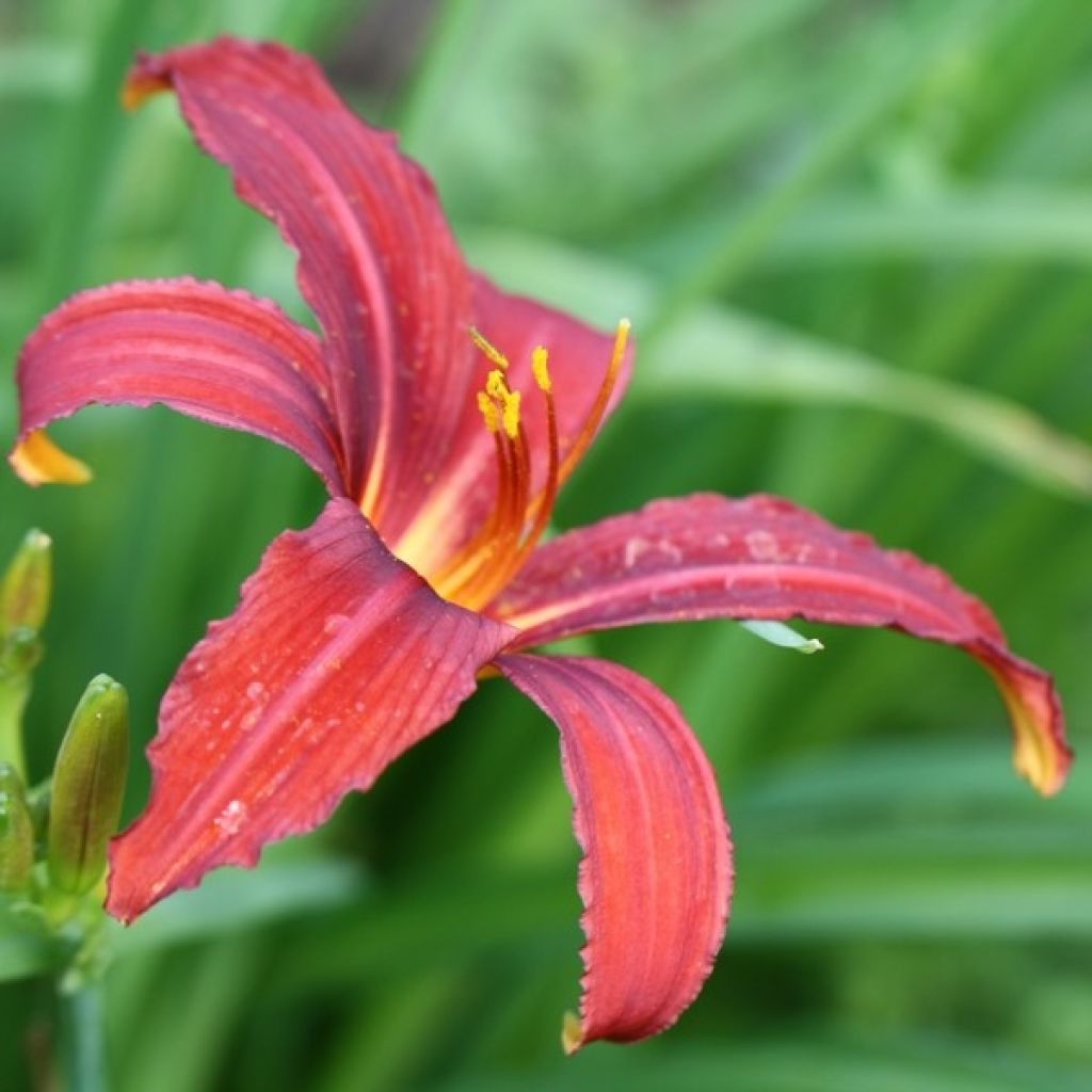 Hemerocallis Sammy Russell