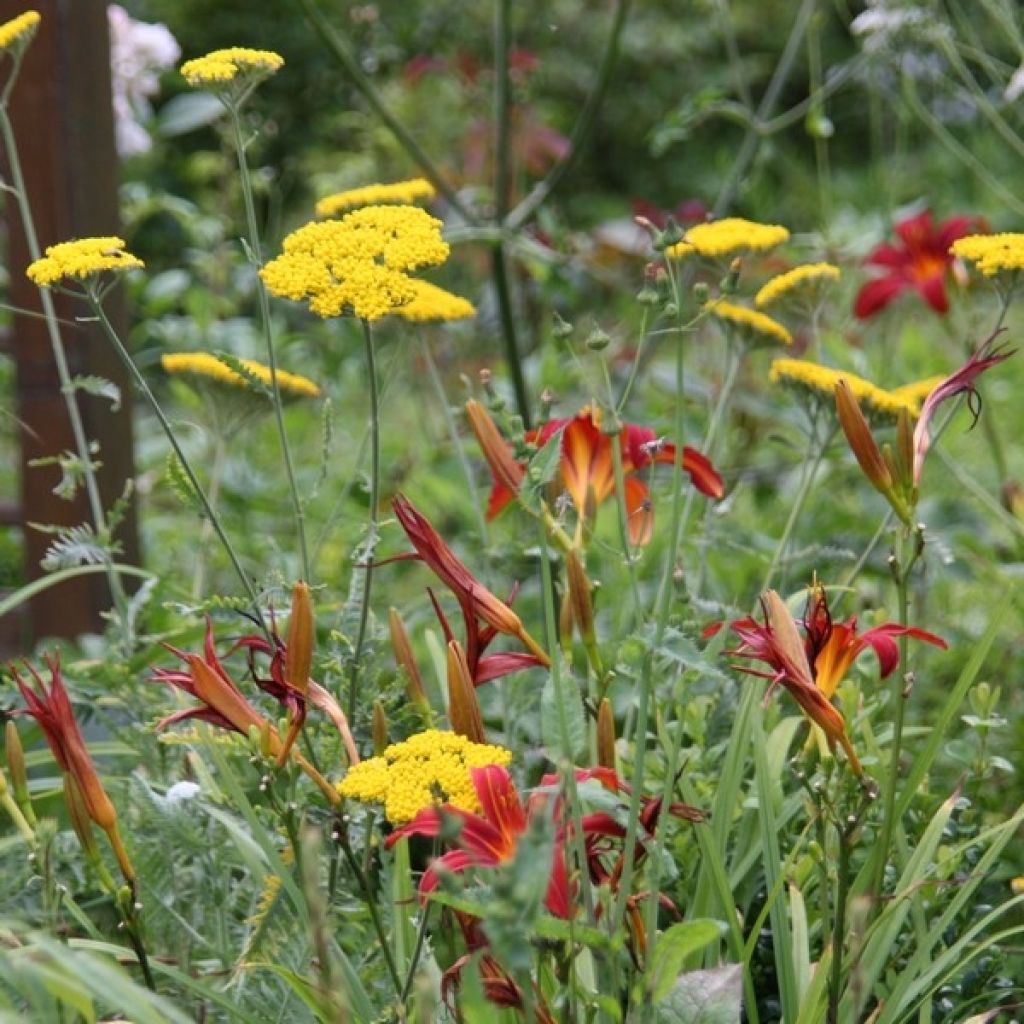 Hemerocallis Sammy Russell