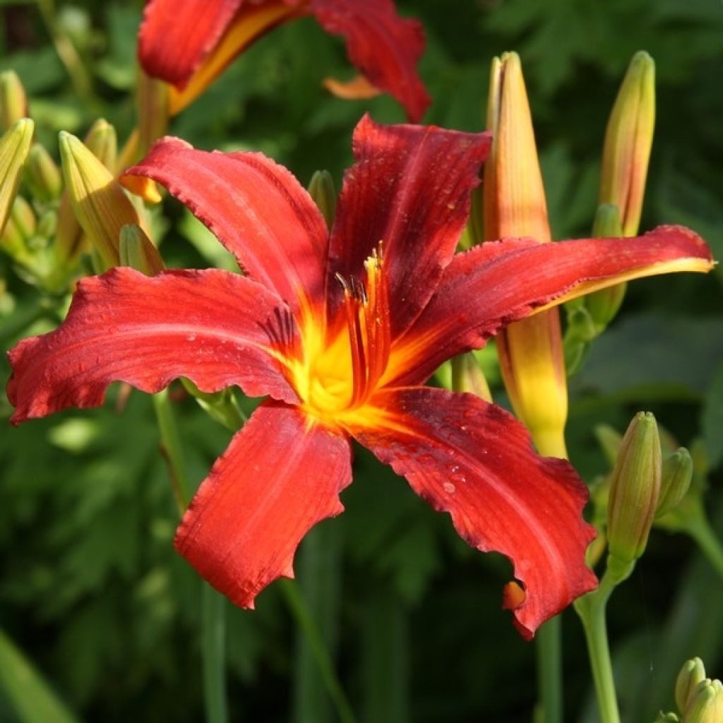 Hemerocallis Sammy Russell