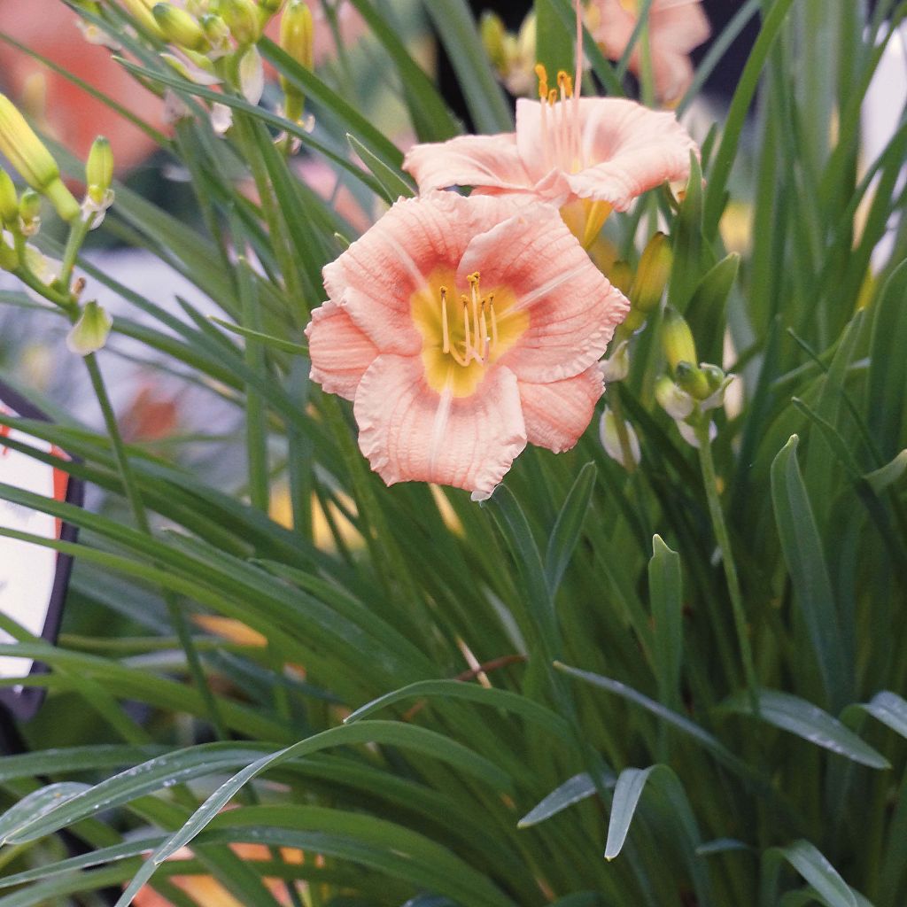 Hemerocallis Everydaylily Rosa