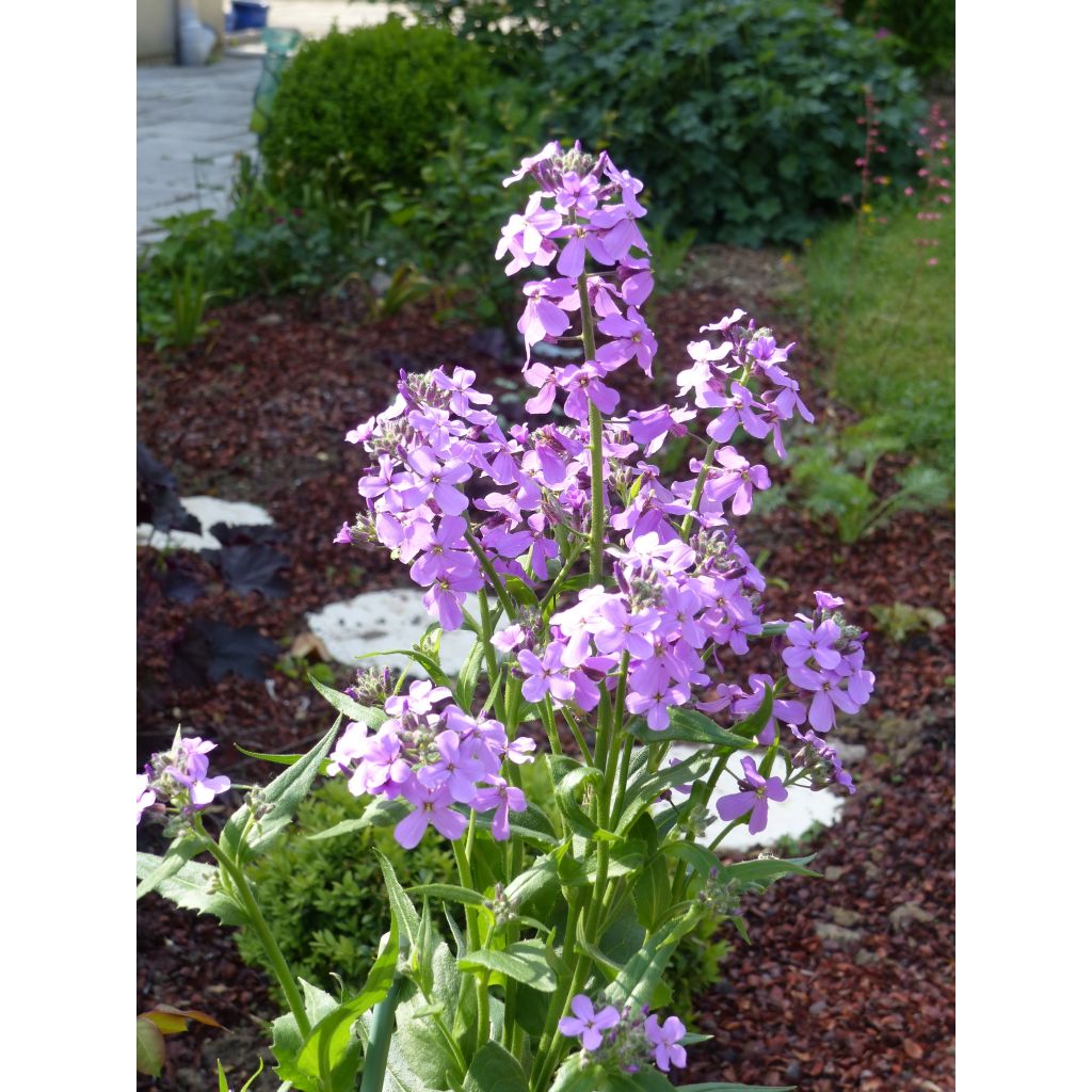 Hesperis matronalis