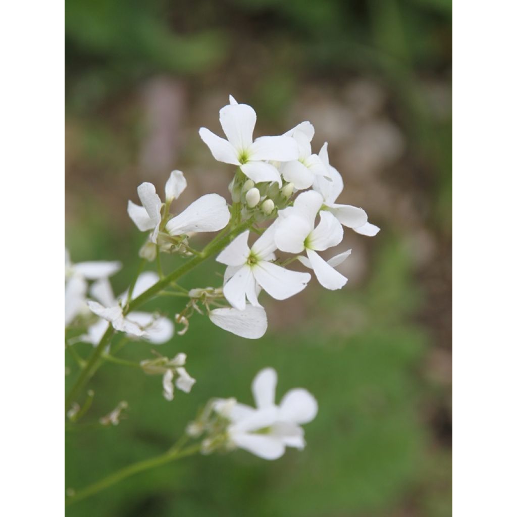 Hesperis matronalis Alba
