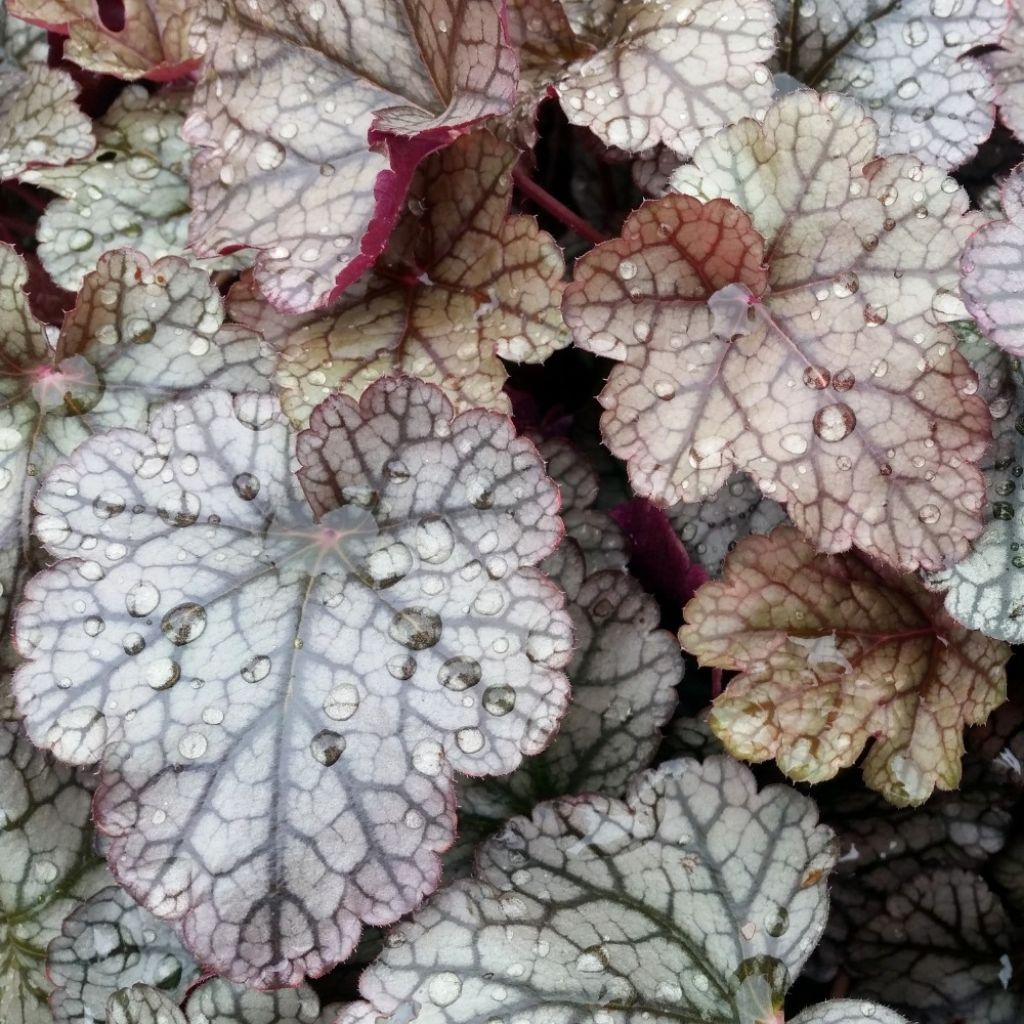 Heuchera Silver Scrolls