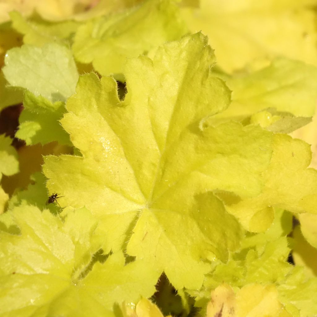 Heuchera Citronelle