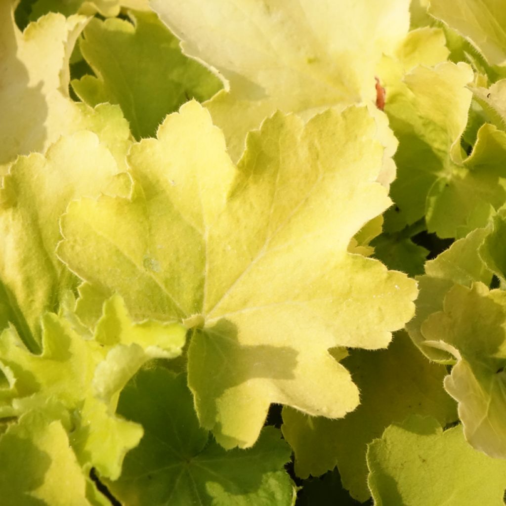 Heuchera Citronelle