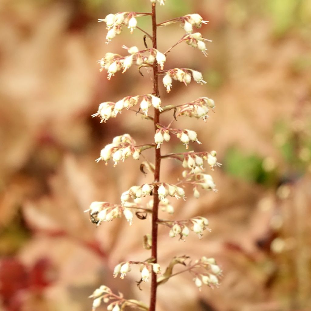 Heuchera Copper Dinosaur