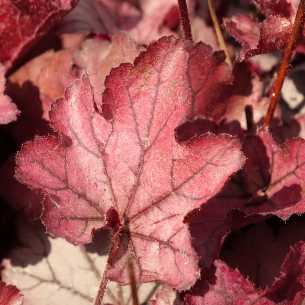 Heuchera Spellbound