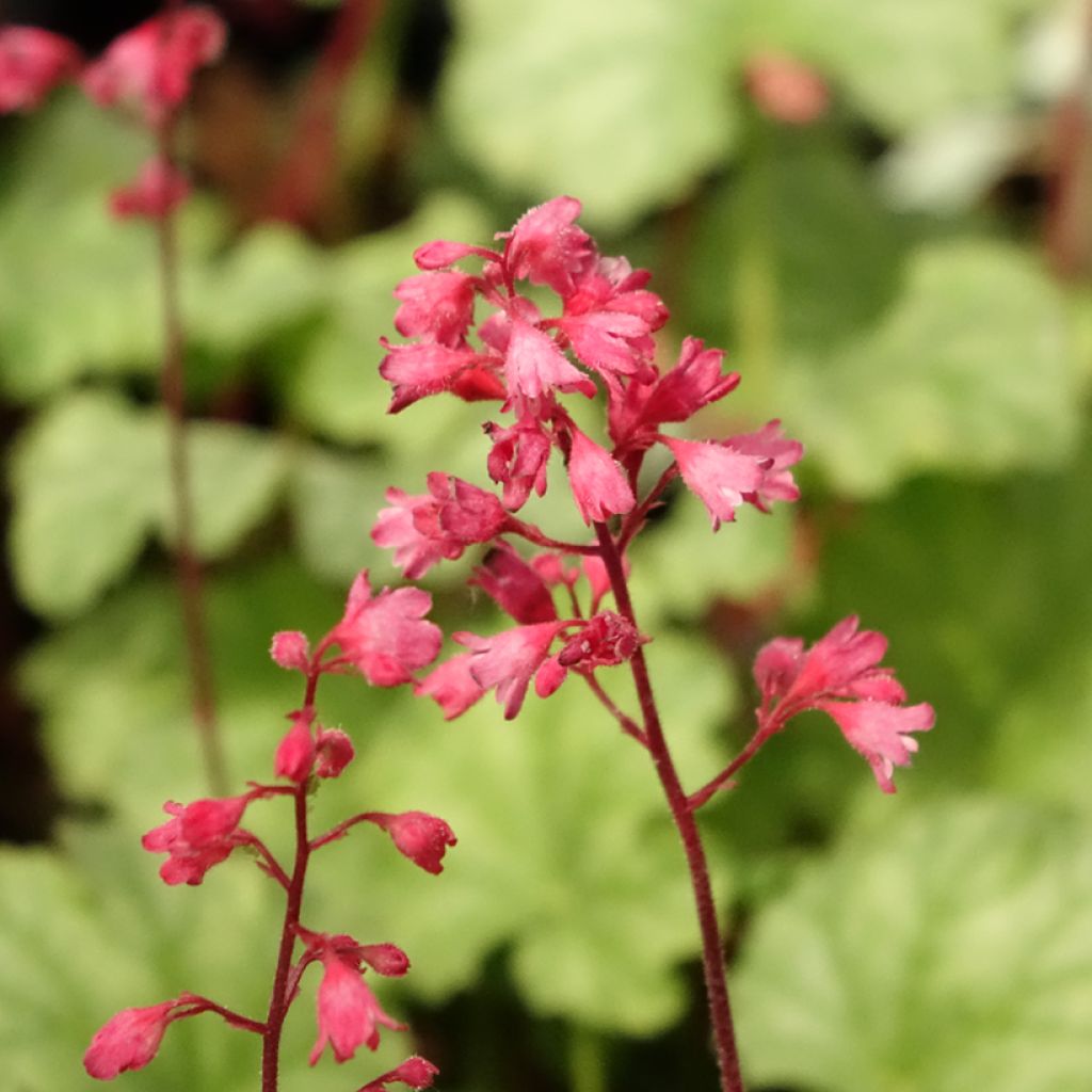 Heuchera Paris