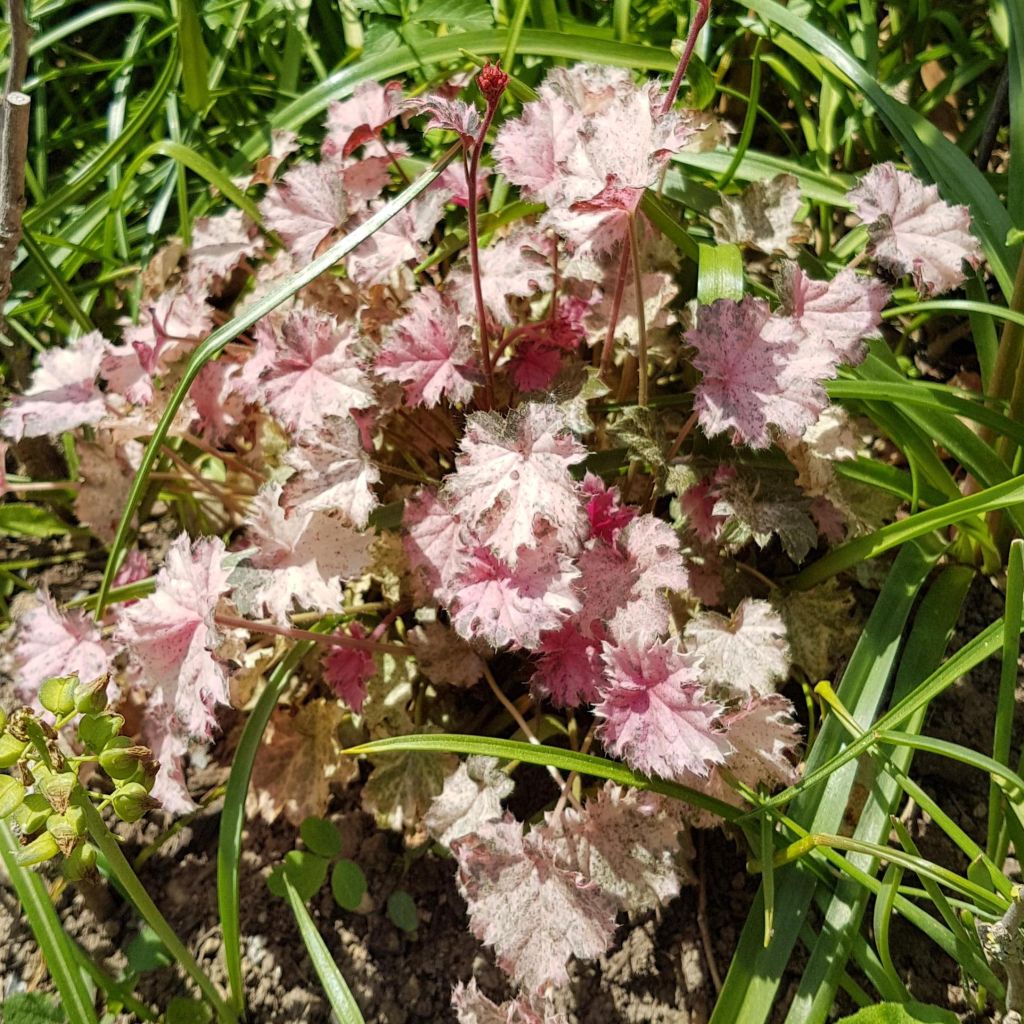 Heuchera Pinky Panky - Sino-de-coral
