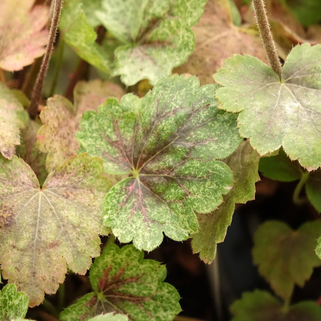 Heuchera Snowy Panky