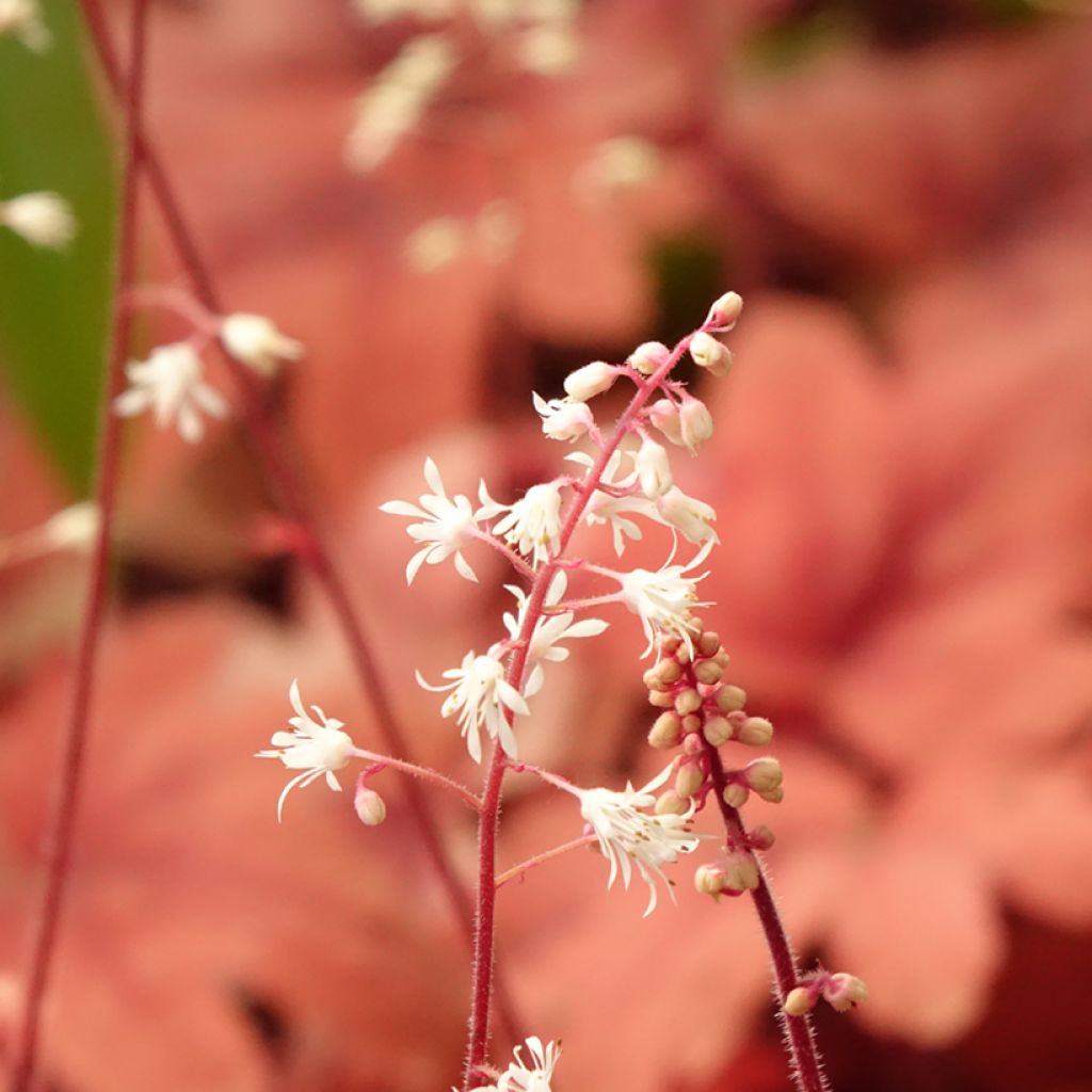 Heucherella Buttered Rum