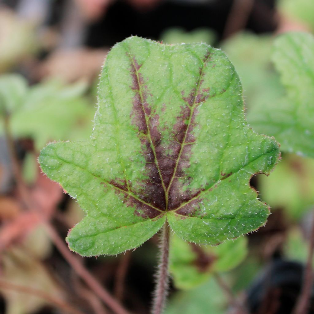 Heucherella Kimono
