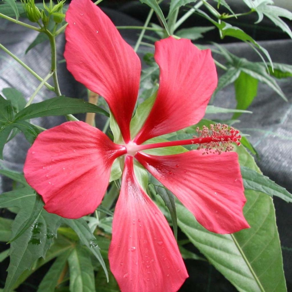 Hibiscus coccineus - Hibisco-escarlate