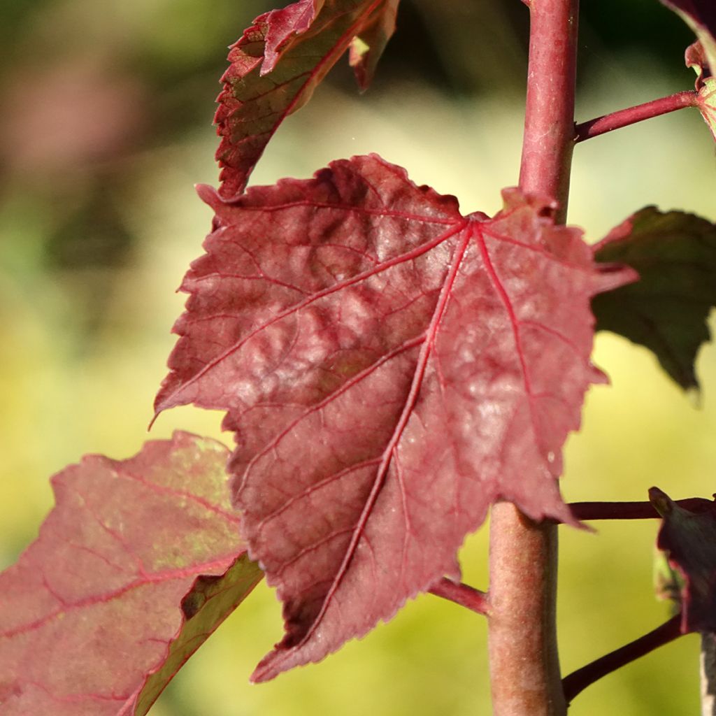 Hibisco-dos-pântanos Carousel Ghost - Hibiscus moscheutos