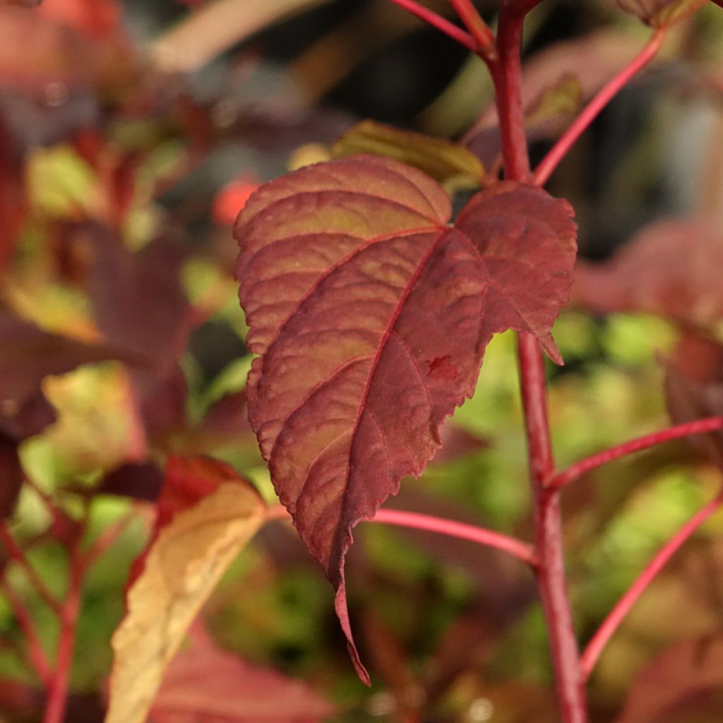Hibisco-dos-pântanos Midnight Marvel - Hibiscus moscheutos