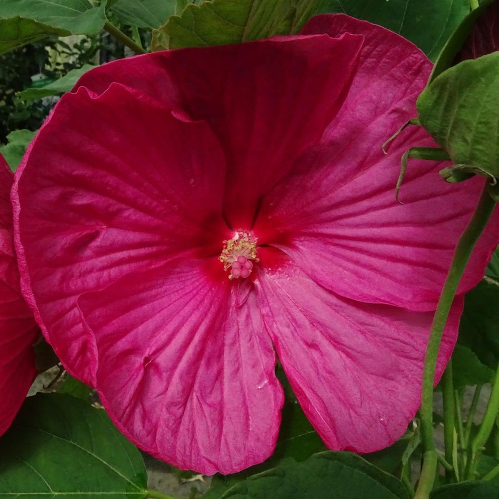 Hibisco-dos-pântanos Rose - Hibiscus moscheutos