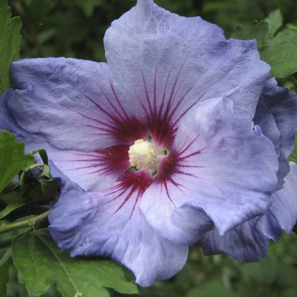 Hibisco-da-síria Oiseau Bleu (Marina) - Hibiscus syriacus