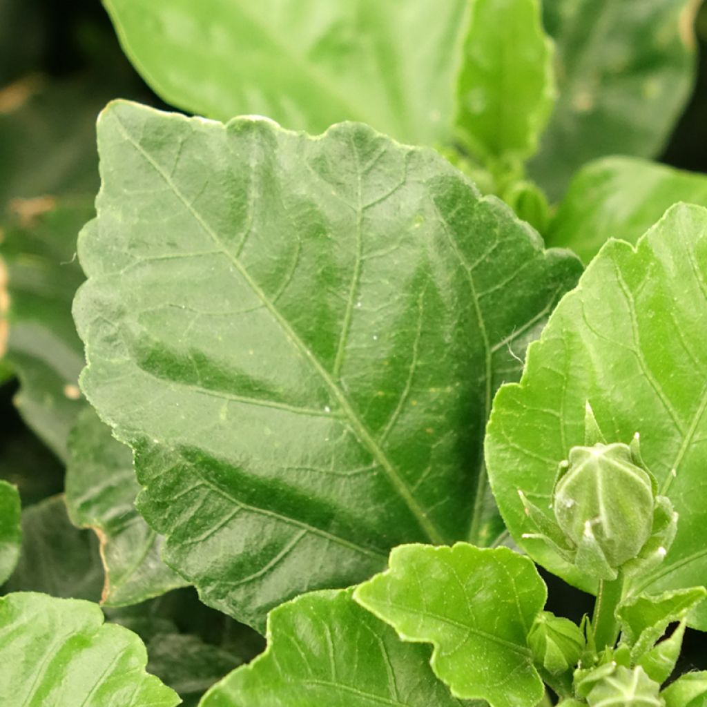 Hibiscus rosa-sinensis - Hibisco-da-china