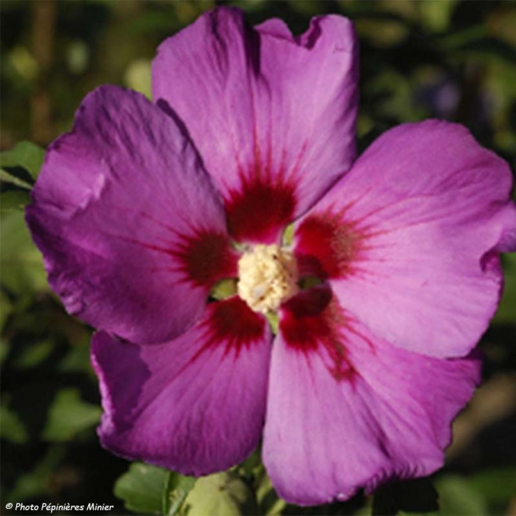 Hibisco-da-síria Russian Violet (II) - Hibiscus syriacus