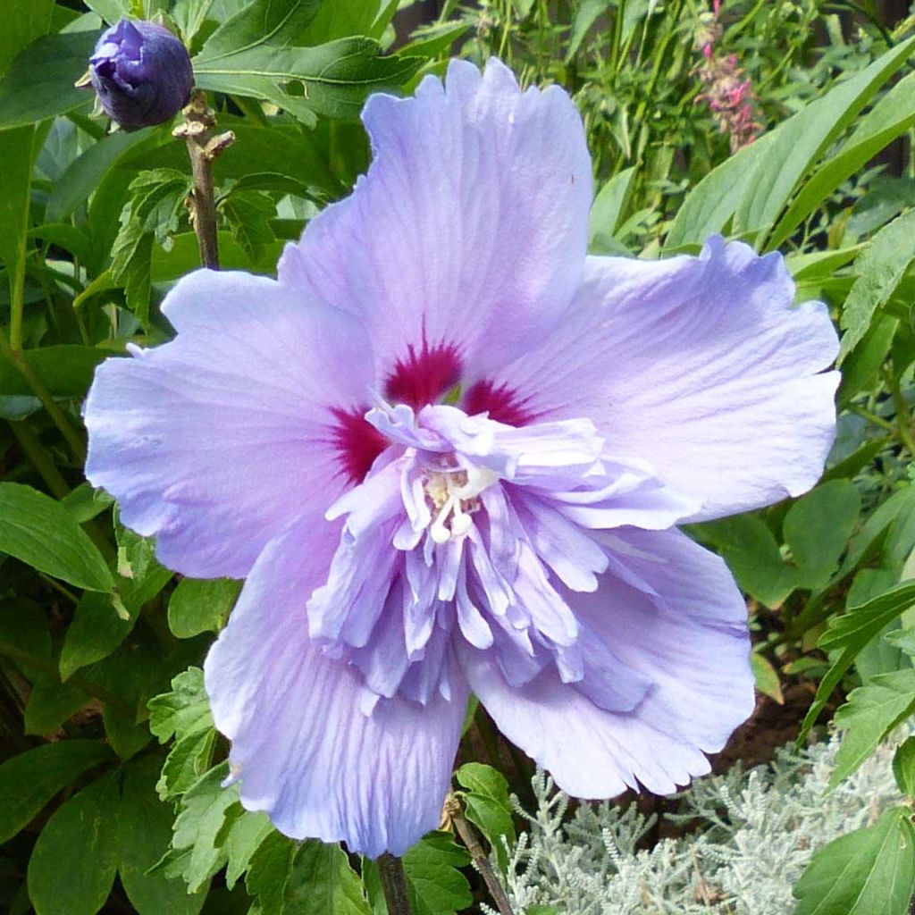 Hibisco-da-síria Blue Chiffon - Hibiscus syriacus