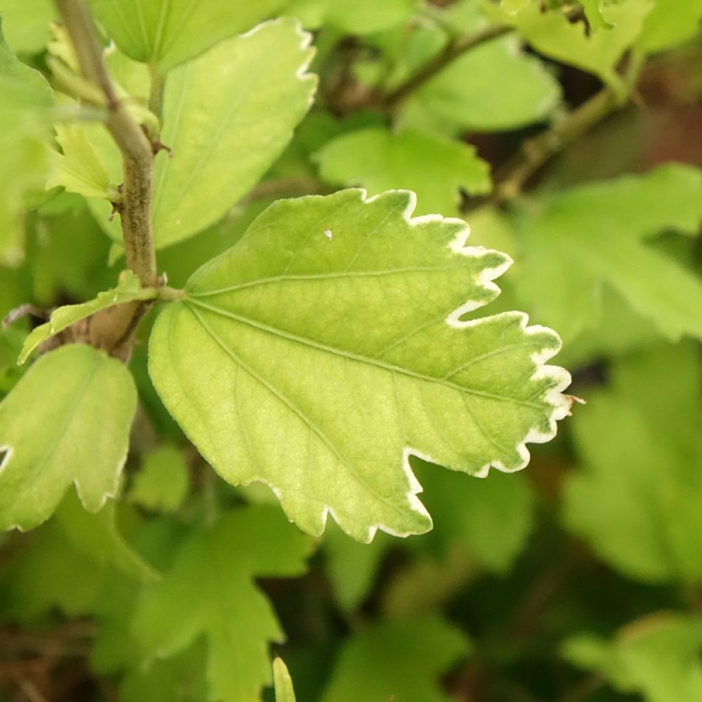 Hibisco-da-síria Flower Tower Ruby - Hibiscus syriacus