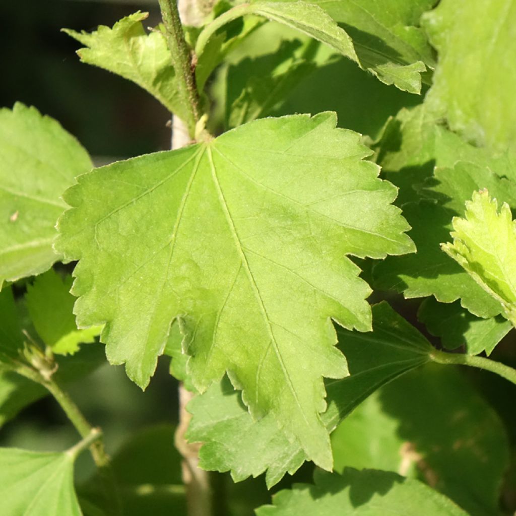 Hibisco-da-síria Shintaeyang - Hibiscus syriacus