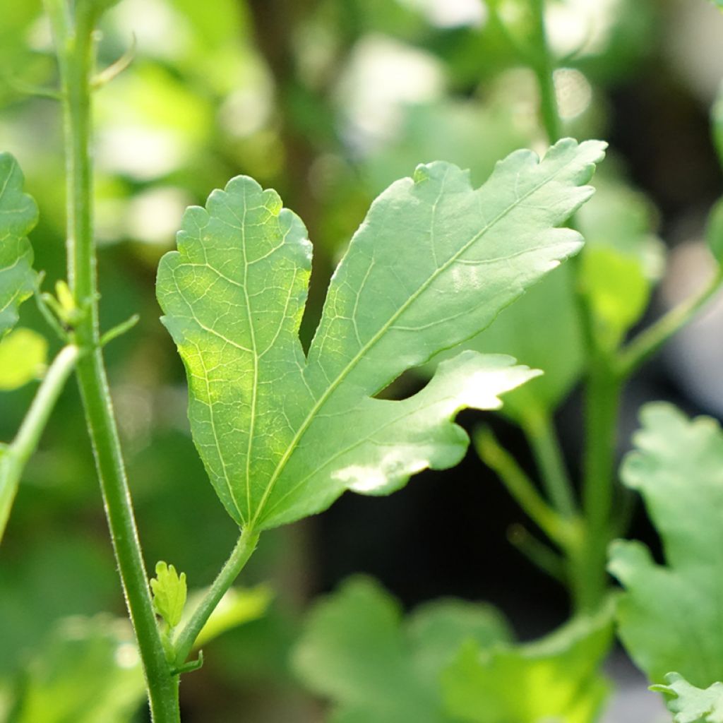 Hibisco-da-síria Ultramarine - Hibiscus syriacus