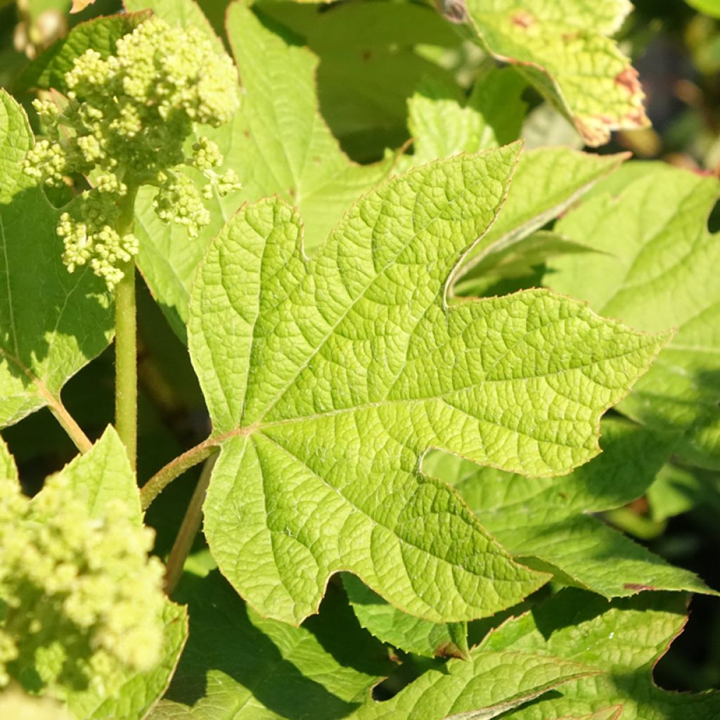 Dália decorativa Hapet Pastel