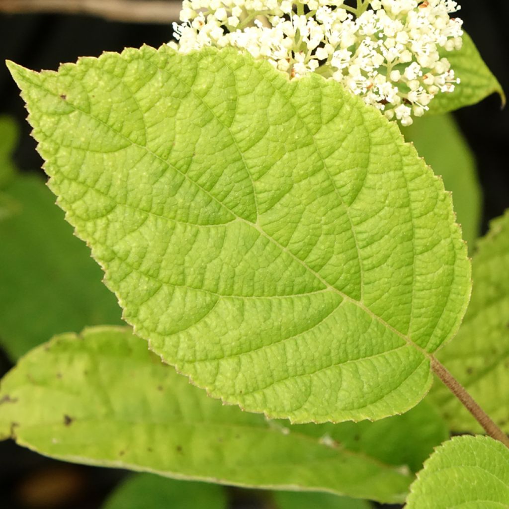 Hortênsia arborescens Hills Of Snow