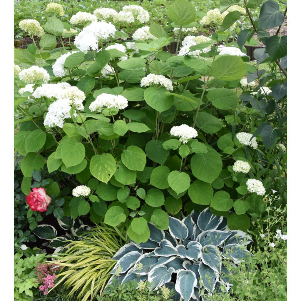 Hortênsia arborescens Annabelle