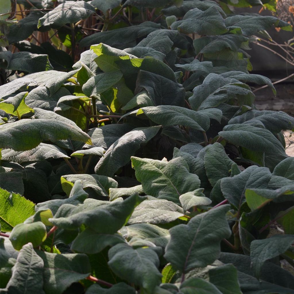 Hortênsia aspera Macrophylla