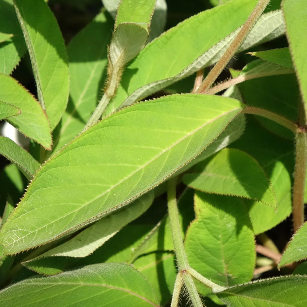 Hortênsia aspera Velvet & Lace