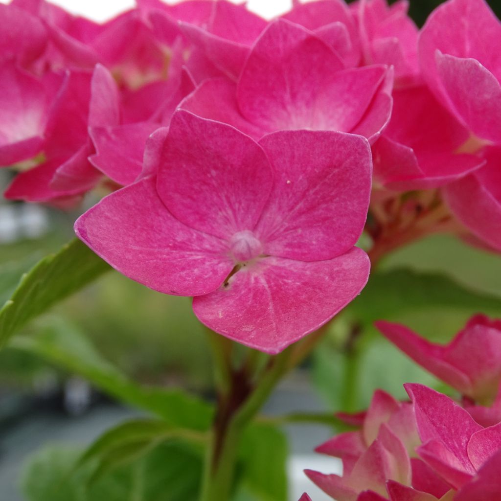 Hortênsia macrophylla Constellation