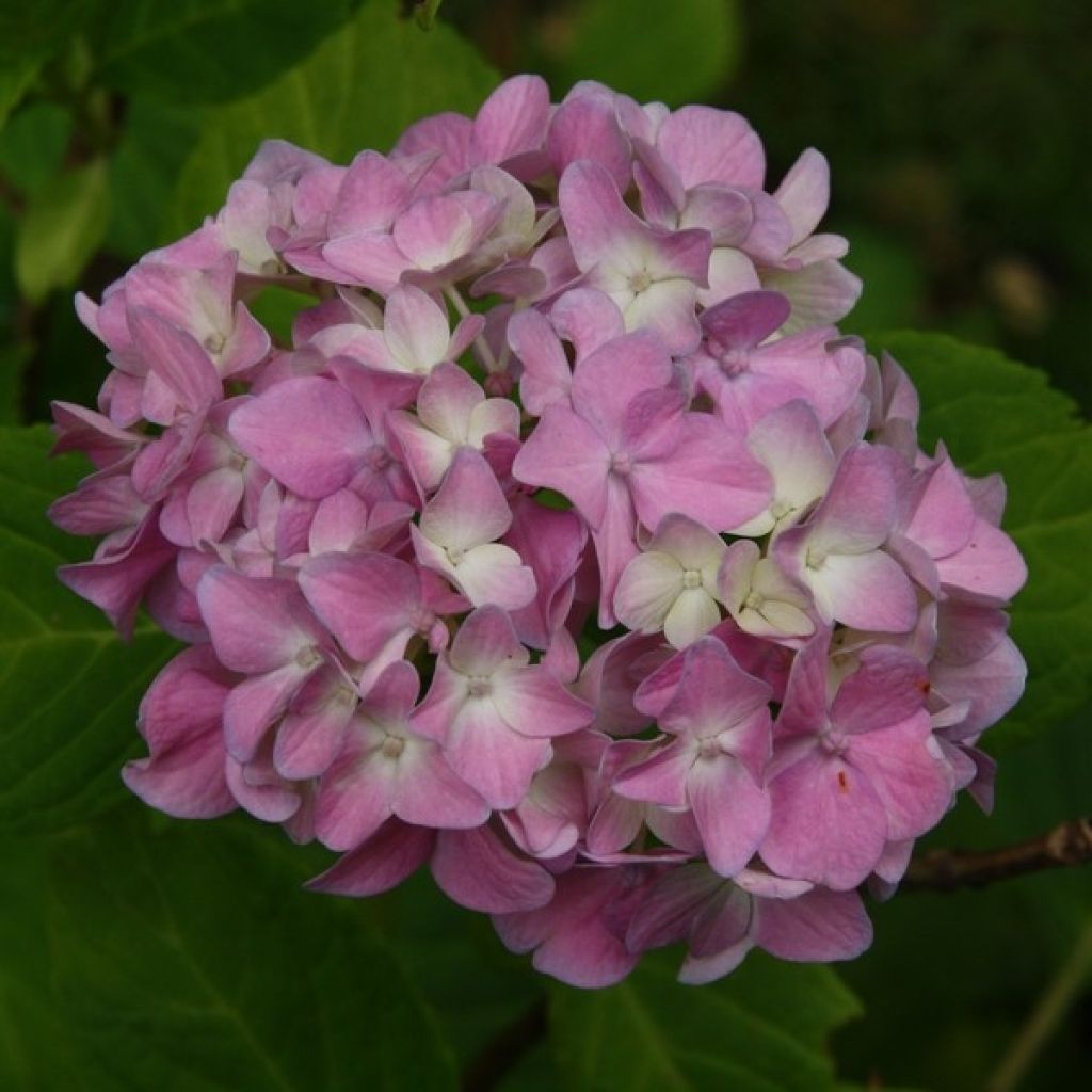 Hortênsia macrophylla Generale Vicomtesse de Vibraye