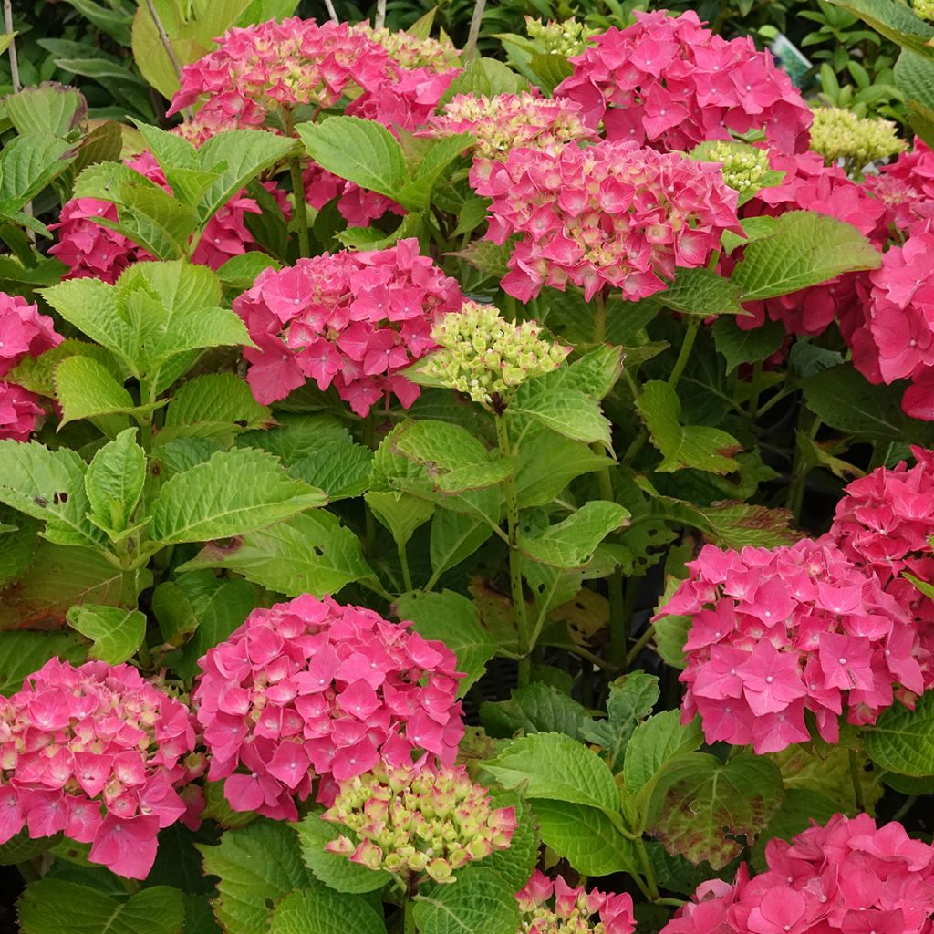 Hortênsia macrophylla Glowing Amber